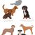 Resumen de las razas caninas reconocidas de Austria, Brandbracke, Vieräugl, Kärntner Bracke