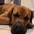 Hund,Hunderasse,Fleischfresser,Kitz,Begleithund,Schnurrhaare,Arbeitstier,Fell,Leber,Sportliche Gruppe,