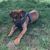 Hund,Pflanze,Hunderasse,Fleischfresser,Arbeitstier,Kitz,Begleithund,Gras,Schnauze,Bodendecker,