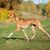 Perro, mamífero, vertebrado, Canidae, raza de perro, carnívoro, galgo, Azawakh marrón corriendo por el prado