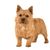 perro, mamífero, vertebrado, raza de perro, Canidae, carnívoro, terrier, Norwich terrier, Norwich terrier marrón de pie sobre fondo blanco