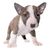 Perro, Mamífero, Vertebrado, Raza de perro, Canidae, Bull Terrier (Miniatura), Old English Terrier atigrado con orejas puntiagudas, Carnívoro, Bull Terrier marrón blanco, Perro atigrado, Raza de perro atigrado, Raza de perro mediana
