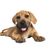 perro, mamífero, vertebrado, raza de perro, cánido, carnívoro, cachorro, cachorro de boerboel tumbado sobre fondo blanco