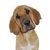 Perro, Mamífero, Vertebrado, Raza de perros, Cánidos, Carnívoro, Hocico, Sabueso, Broholm Cachorro marrón claro con largas orejas caídas, Raza rara (perro), Perro de compañía,