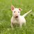 Perro, mamífero, vertebrado, Canidae, bull terrier (miniatura), raza de perro, antiguo terrier inglés, cachorro de bull terrier blanco en un prado con una oreja erguida y otra floja, toro y terrier, carnívoro,
