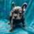 perro, mamífero, vertebrado, canidae, raza de perro, cachorro de bulldog francés gris, hocico, cachorro, piel, bulldog en gris con orejas de murciélago