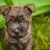 pequeño cachorro de Cairn Terrier con orejas de punta y pelaje atigrado, pelo atigrado en el perro, coloración tigre