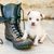 Perro, Canidae, Raza de perro, Cachorro, Perro de compañía, Carnívoro, Zapatos, Chihuahua blanco cachorro de pelo corto, Raza rara (perro), Zapato,