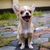 Perro, Mamífero, Vertebrado, Cánido, Raza de perro, Raza similar al Welsh Pembroke Corgi, Perro similar al Welsh Corgi, Carnívoro, Chihuahua de pelo largo marrón blanco