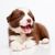 perro, mamífero, vertebrado, cánido, raza de perro, cachorro, carnívoro, border collie, grupo deportivo, cachorro de boarder collie marrón y blanco tumbado sobre fondo blanco