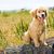 Perro, mamífero, vertebrado, Canidae, raza de perro, cachorro de golden retriever, cachorro de retriever, carnívoro, grupo deportivo, hierba,