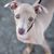 Cachorro de galgo italiano, cachorro de galgo, raza parecida al galgo, perro pequeño gris de pelo corto