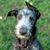 Cachorro de Deerhound escocés, cachorro gris pequeño, perro de pelo duro, raza de perro gigante