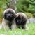 Mamífero, Perro, Vertebrado, Raza de perro, Canidae, Perro parecido a Sarplaninac, Cachorro, Raza parecida al perro pastor caucásico, Leonberger, Carnívoro, Leonberger gris, Cachorros
