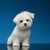 Perro, Raza de perro, Canidae, Mamífero, cachorro de maltés pequeño, no es un maltepoo pero es de raza pura, perro similar al bichón, perro de compañía, raza similar al West Highland White Terrier, perro familiar blanco de menos de 10 kg