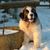 Mastín del Pirineo cachorro, Mastín del Pirineo, raza de perro grande de España, perro de pastoreo, perro de granja, perro no principiante, raza de perro tranquilo, raza de perro gigante, perro más grande del mundo, perro de pelo largo, perro blanco gris con orejas en triángulo