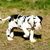 Cachorro de gran danés, cachorro blanco y negro, manchado como perro dálmata, mamífero, vertebrado, raza de perro, Canidae, carnívoro, gran danés, grupo no deportivo, grupo deportivo, dálmata,