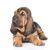Bloodhound, Hubertushund, Chien de St.Hubert, perro de caza con orejas caídas muy largas