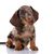 Perro, Mamífero, Vertebrado, Raza de perro, Canidae, Dachshund cachorro brown merle, Carnívoro, Perro de compañía, Raza rara (perro),
