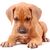 Perro, mamífero, vertebrado, raza de perro, Canidae, Rhodesian Ridgeback puppy, carnívoro, cachorro, hocico, perro parecido a Tosa,