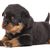 Perro, mamífero, vertebrado, raza de perro, Canidae, cachorro, cachorro de Rottweiler, carnívoro, perro de compañía, bozal, perro guardián, gran perro de pelea, perro de lista, perro negro y fuego