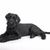 Perro, Mamífero, Vertebrado, Raza de perro, Canidae, Carnívoro, Schnauzer gigante, Schnauzer miniatura, Grupo deportivo, Schnauzer negro, Perro negro grande