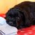 Perro, mamífero, vertebrado, raza de perro, Canidae, cachorro, carnívoro, parece un schnoodle pero es sólo un cachorro de schnauzer gigante, Grupo Deportivo, cachorro de schnauzer gigante, pequeño perro negro tumbado y dormido