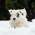 Descripción de la raza Sealyham Terrier, cachorro, perro de ciudad, pequeño perro principiante blanco con pelaje ondulado, orejas en triángulo, perro con mucho pelo en el hocico, perro de familia, raza de perro de Gales, raza de perro de Inglaterra, raza de perro británica