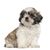 perro, mamífero, vertebrado, raza de perro, perro parecido al maltipo, canidae, cachorro, cachorro de shih tzu blanco y negro, perro tricolor, perro de pelo largo