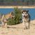 Perro, Mamífero, Vertebrado, Cánido, Perro de Groenlandia, Husky siberiano, Perro inuit del norte, Lebrel, Lebrel de Saarloos, Lebrel checoslovaco, Cachorro de Tamaskan, Perro parecido al lobo