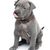 Perro, mamífero, vertebrado, raza de perro, cánido, carnívoro, cachorro parecido al american pit bull terrier, hocico, cachorro, thai ridgeback en gris, raza de perro gris, raza de perro con ridgeback