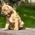 Cachorro de Tosa Inu sentado en una mesa en un parque, pequeño perro marrón, perro de pelea, perro de lista, raza de perro japonesa que es agresiva, perro marrón con orejas caídas