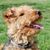 Welsh Terrier cachorro, perro con rizos, perro necesita esquilado regular, cachorro, pequeño perro marrón para la caza, raza de perro de caza