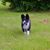 Cachorro de Perro Oso de Carelia, raza de perro finlandés, perro de Finlandia, perro blanco y negro con orejas puntiagudas, perro parecido al Husky, perro parecido al Spitz, raza de caza, raza de perro independiente, raza de perro no principiante, aspecto de panda en el perro, Björnhund, Karjalankarhukoira, perro grande