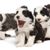 Bearded Collie cachorros en blanco marrón y negro, muchos cachorros en un montón, pequeños cachorros de perro lindo