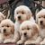 Perro, Mamífero, Vertebrado, Raza de perro, Canidae, Carnívoro, Cachorros de Golden Retriever blanco, Perro de compañía, Cachorro, Grupo deportivo, Cachorros de peluche