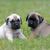 dos pequeños cachorros de Mastín en el prado, un cachorro de Mastín marrón claro y un cachorro de Mastín marrón oscuro, cachorro de Molosser