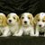 Cachorro de Basset Griffon Vendeen, cachorros de Petit Basset Griffon Vendeen, cuatro razas de perro de tamaño medio con orejas caídas, raza de perro tricolor de Francia, perro de caza francés, perro de pelaje áspero, perro de pelaje áspero, perros marrones blancos, perros naranjas