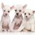 mamífero, vertebrado, perro, canidae, raza de perro, cachorro, piel, cabeza, perro de compañía, cachorros de perro crestado chino blanco