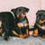 Perro, mamífero, vertebrado, raza de perro, Canidae, pinscher, carnívoro, cachorros de pinscher enano, pinscher alemán, perro negro y marrón austriaco,