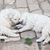 Felidae, gato, carnívoros, Canidae, pelaje, cachorros de Puli en blanco, pequeño perro blanco con pelaje gracioso, razas de perros inusuales, perros limpiadores