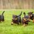Perro, mamífero, vertebrado, raza de perro, Canidae, carnívoro, cachorros de Rottweiler, Manchester terrier, perro guardián, raza similar al pinscher enano, cachorros de Rotti, perro de pelea, perro de lista
