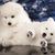 dos jóvenes cachorros de Spitz de Japón tumbados y abrazados, perros que parecen osos, perro que parece un oso, cachorros blancos de pelo largo de Japón