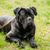 Perro, mamífero, vertebrado, Canidae, raza de perro, carnívoro, moloso, bozal, cane corso tumbado con correa en la hierba, perro grande negro de Italia