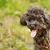 Perro, Mamífero, Vertebrado, Raza de perro, Canidae, Perro parecido al perro de aguas español, Caniche toy, Cruce de caniche, Raza parecida al Lagotto romagnolo, Caniche gris toy