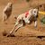Mamífero, vertebrado, perro, carreras de galgos, Canidae, Galgo español, galgo, galgo polaco, lure coursing, sloughi, carreras de perros con bozal, bozal
