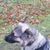 Hund,Fleischfresser,Hunderasse,Begleithund,Gras,Arbeitstier,Schnauze,Sportliche Gruppe,Canidae,Hütehund,