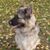 Hund,Fleischfresser,Kitz,Begleithund,Hunderasse,Gras,Schnauze,Arbeitstier,Sportliche Gruppe,Canidae,