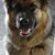 Hund,Auge,Pflanze,Hunderasse,Kiefer,Fleischfresser,Begleithund,Schnurrhaare,Kitz,Schnauze,