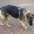Hund,Hunderasse,Fleischfresser,Kitz,Hütehund,Begleithund,Alter Deutscher Schäferhund,Rute,Deutscher Schäferhund,Sportliche Gruppe,